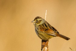 Swamp Sparrow (Melospiza georgiana)